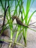 Seahorse 